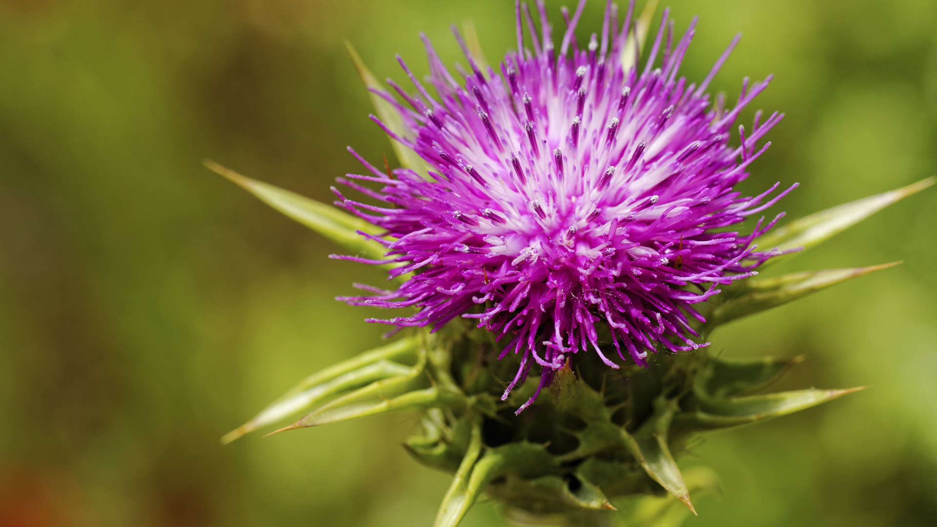 Modern Day Midwives - Thistle