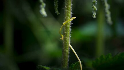 A Plant Parasite with an Insatiable Appetite