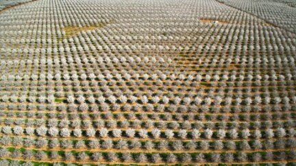 How Do You Pollinate 40 Million Almond Trees?