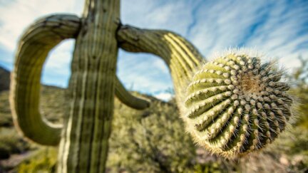 How Saguaro Cacti Store 1000 Gallons of Water