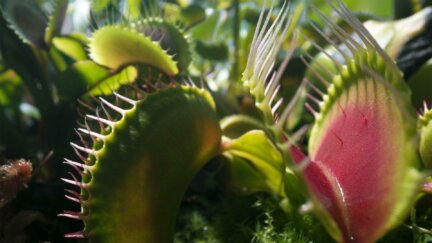 How Venus Flytraps Count