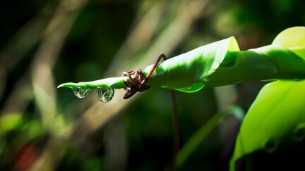 How Vines Lasso Their Way to the Top of the Plant World