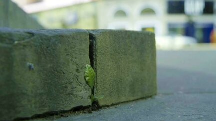 How "Weeds" Grow in the Sidewalk