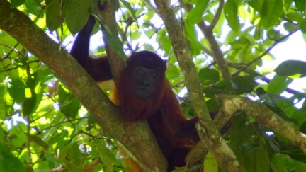 Meeting Suriname's Jungle Inhabitants | Digital Extra