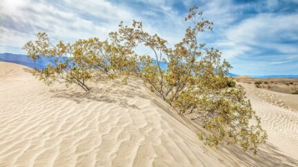 The 12,000-year-old Plant that Barely Grows