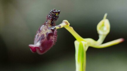 The Orchid that Pretends It's A Wasp