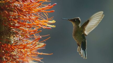 The Plant that Makes Its Home on a Cactus