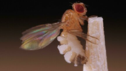 This Killer Fungus Turns Flies into Zombies