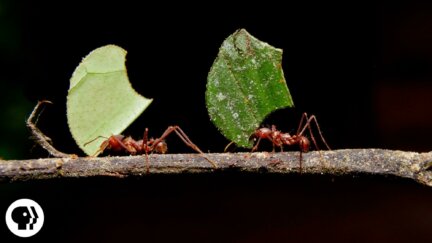 Where Are the Ants Carrying All Those Leaves?