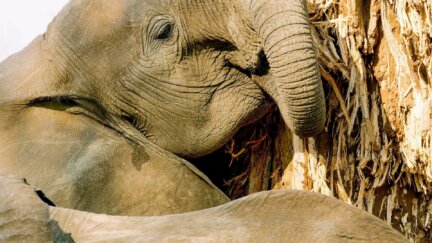Why Elephants Eat the Baobab Tree