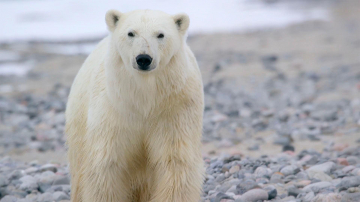 When the Polar Bear Encounter Became Serious