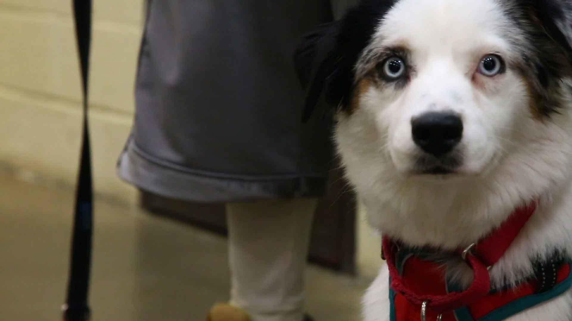 Closeup image of dog from 'Happy Hounds' film.