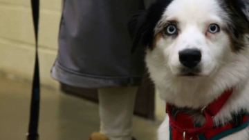 Dogs Behind Bars: Filming the 'Happy Hounds' Prison Dog Program
