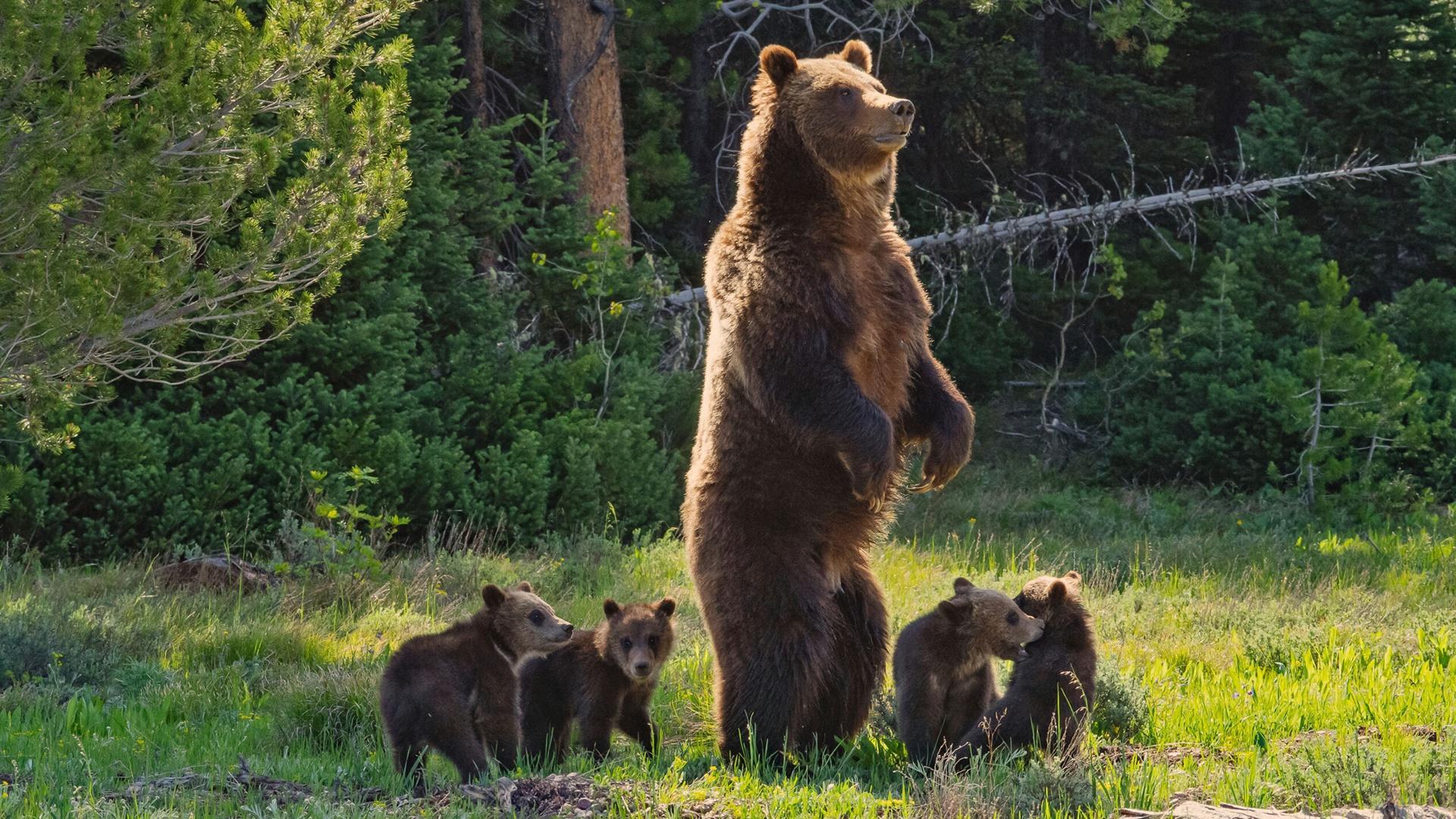 Best Bear Documentaries to Watch Now