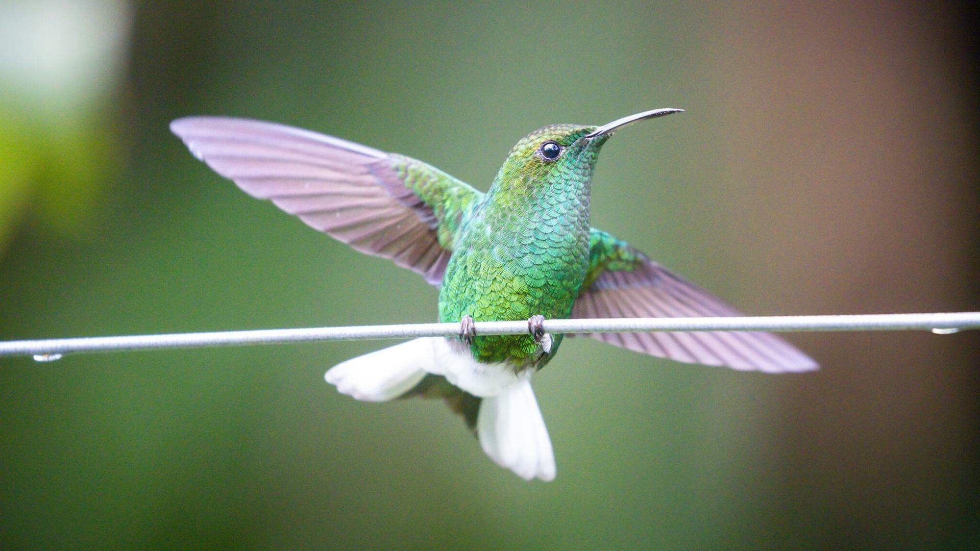 Hummingbird Effect