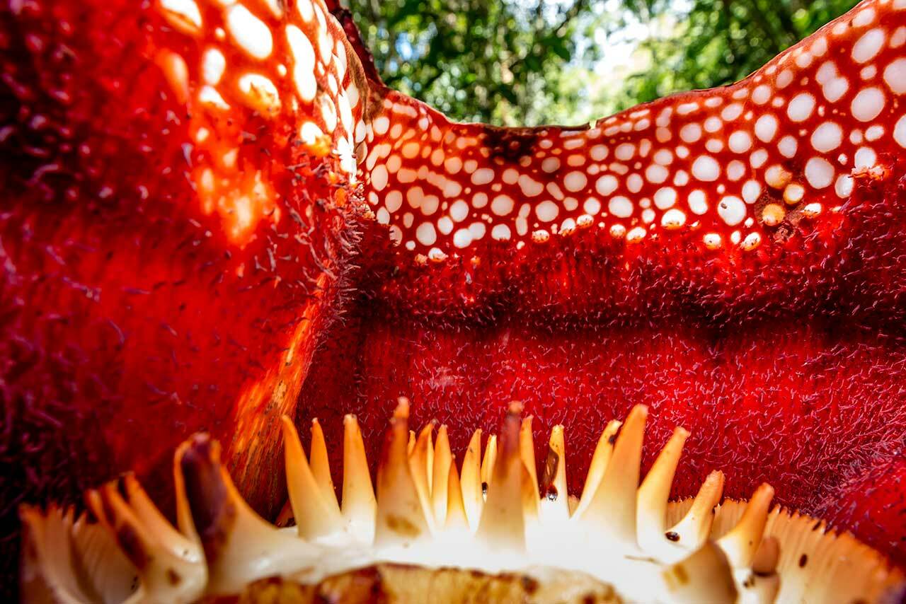 The Eight Weirdest and Coolest Flowers in the World