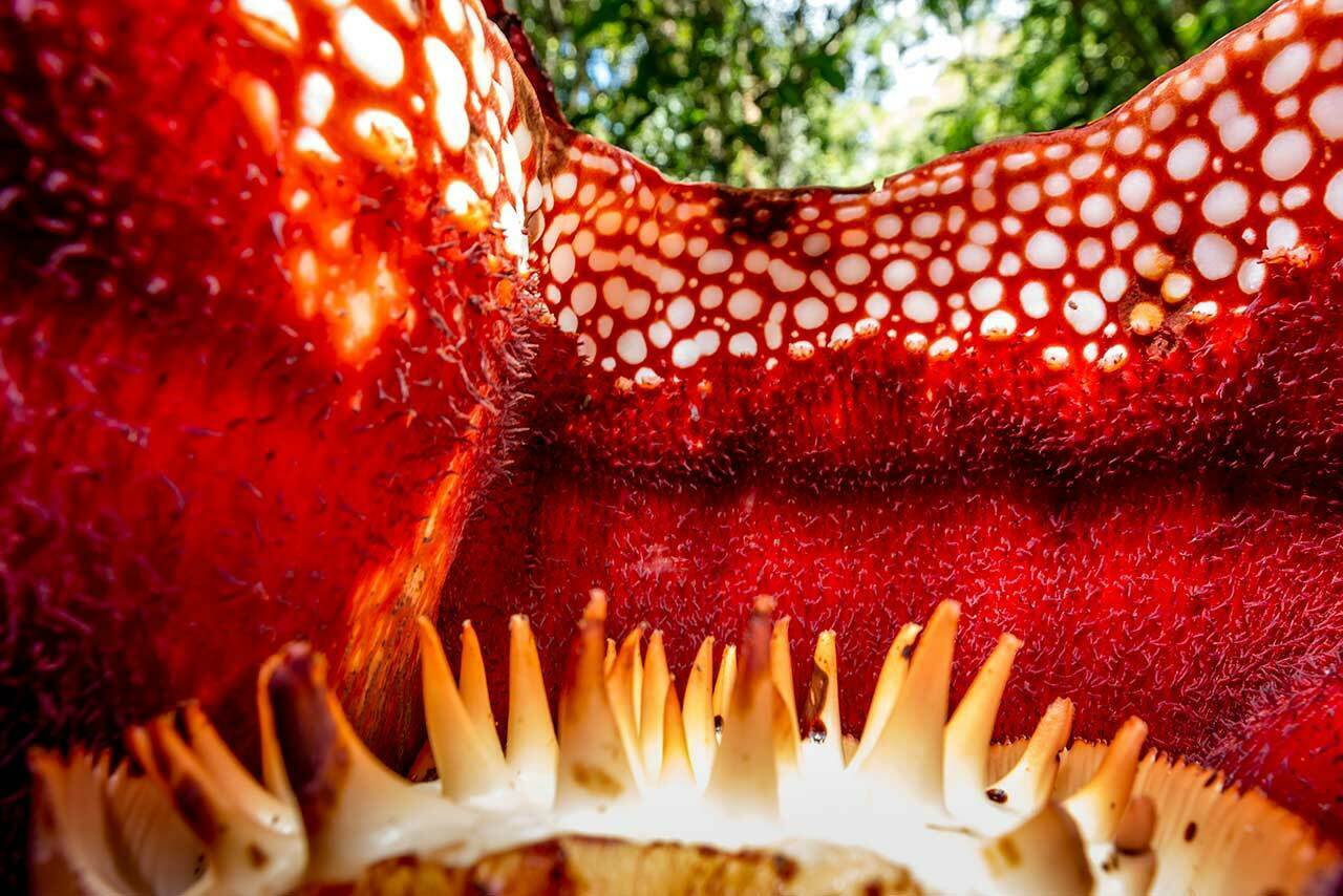 The Eight Weirdest and Coolest Flowers in the World