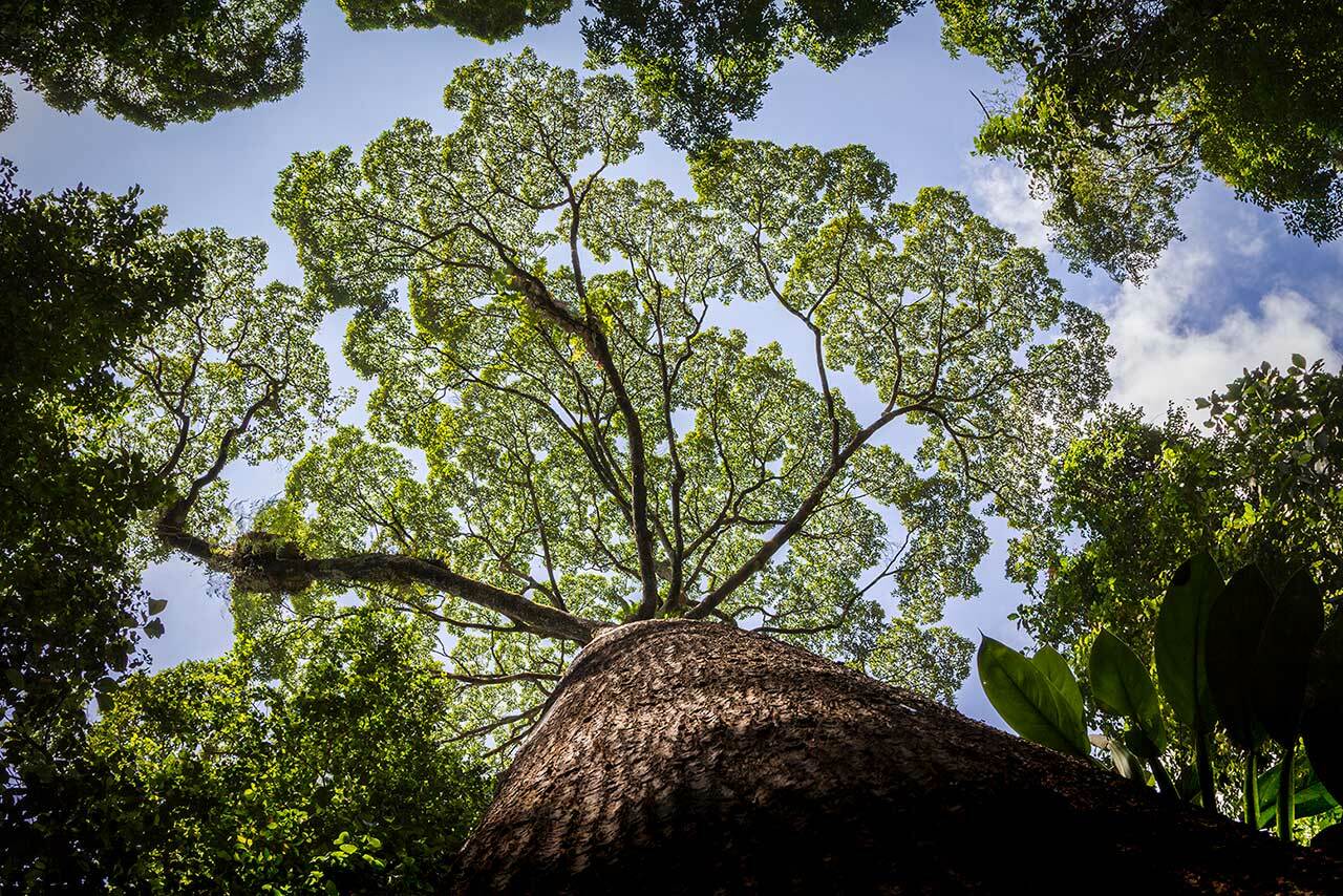 How Plants Adapt to the Rainforest