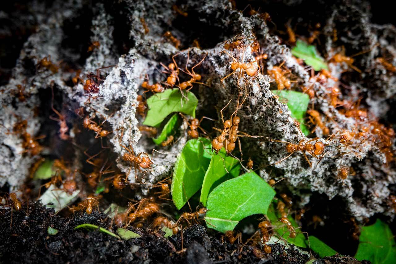 Some tropical rainforest leaves are becoming so hot they are unable to  photosynthesise, study finds, Climate News