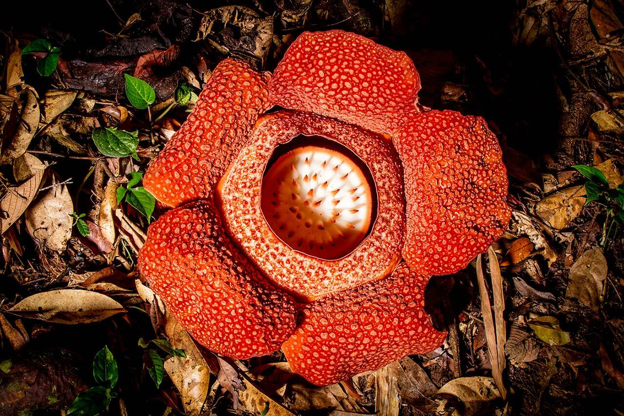 Rafflesia or Corpse Flower