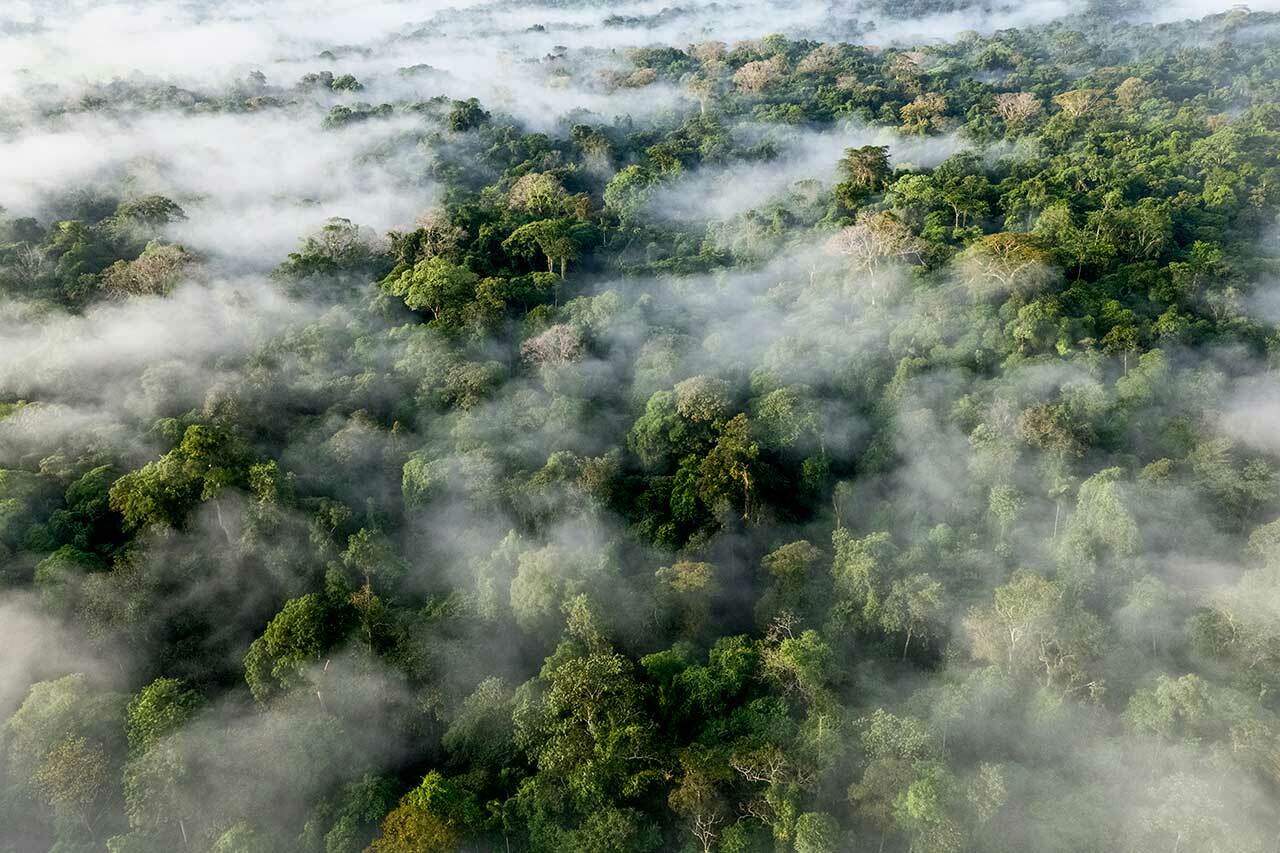 rainforest plants names