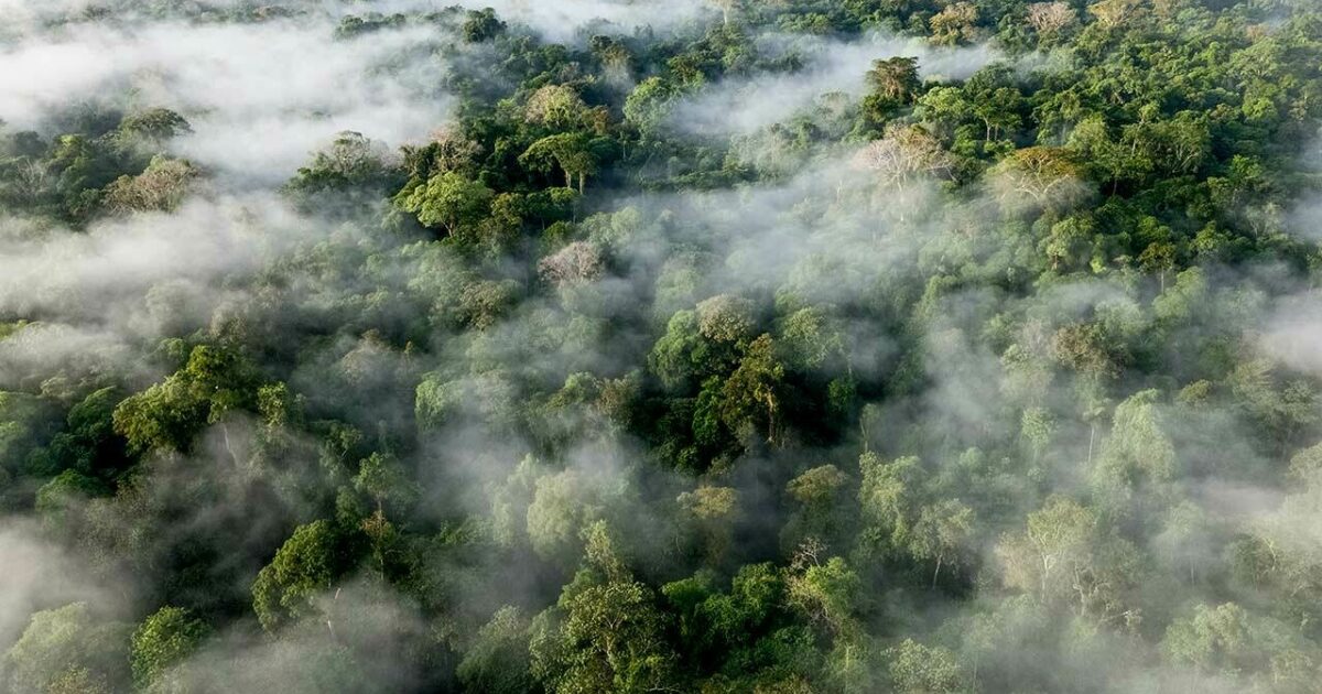 11 Strangest Plants Only Found in the Rainforest PBS