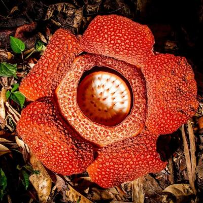 Rafflesia or Corpse Flower