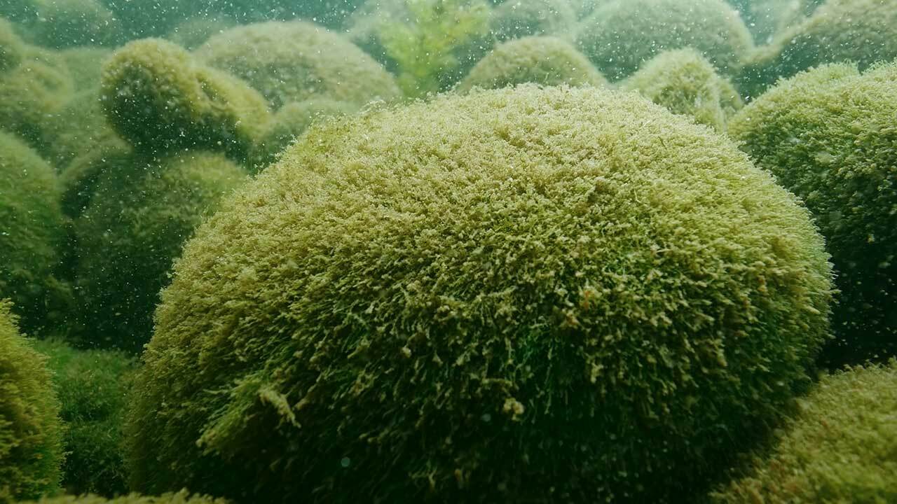 A destructive invasive species is spreading from moss balls in