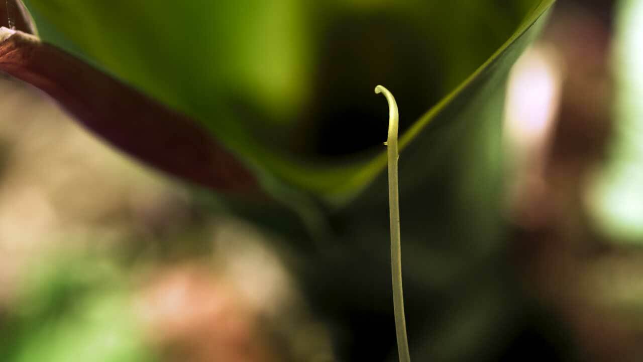 Bladderwort (Utricularia)