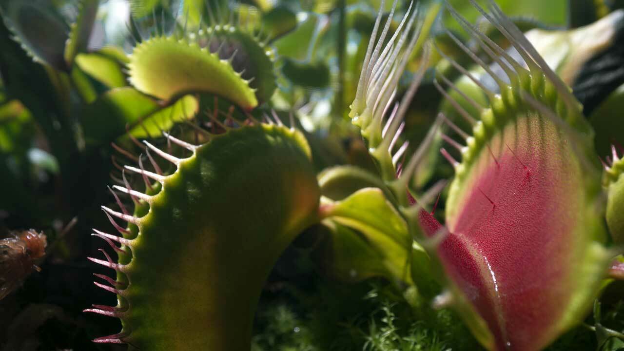 Venus Fly Traps and Bladderworts (Utricularia): The Strange Plants That Eat Meat