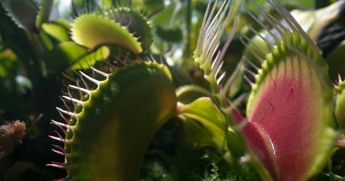 Where to buy fly traps deals