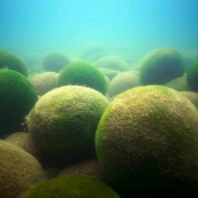 Marimo Aegagrophila linnaei, balls of algae