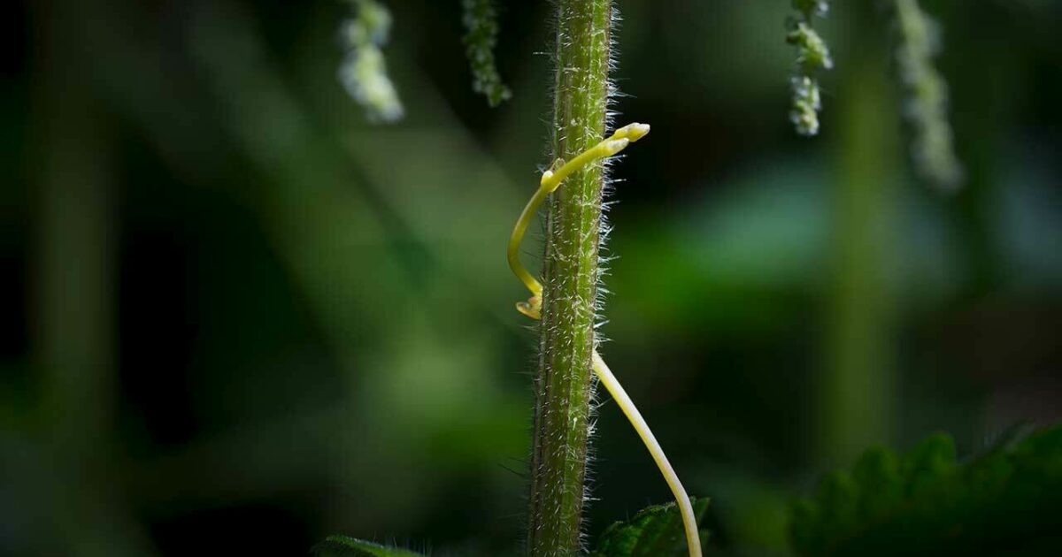 What is symbiosis deals