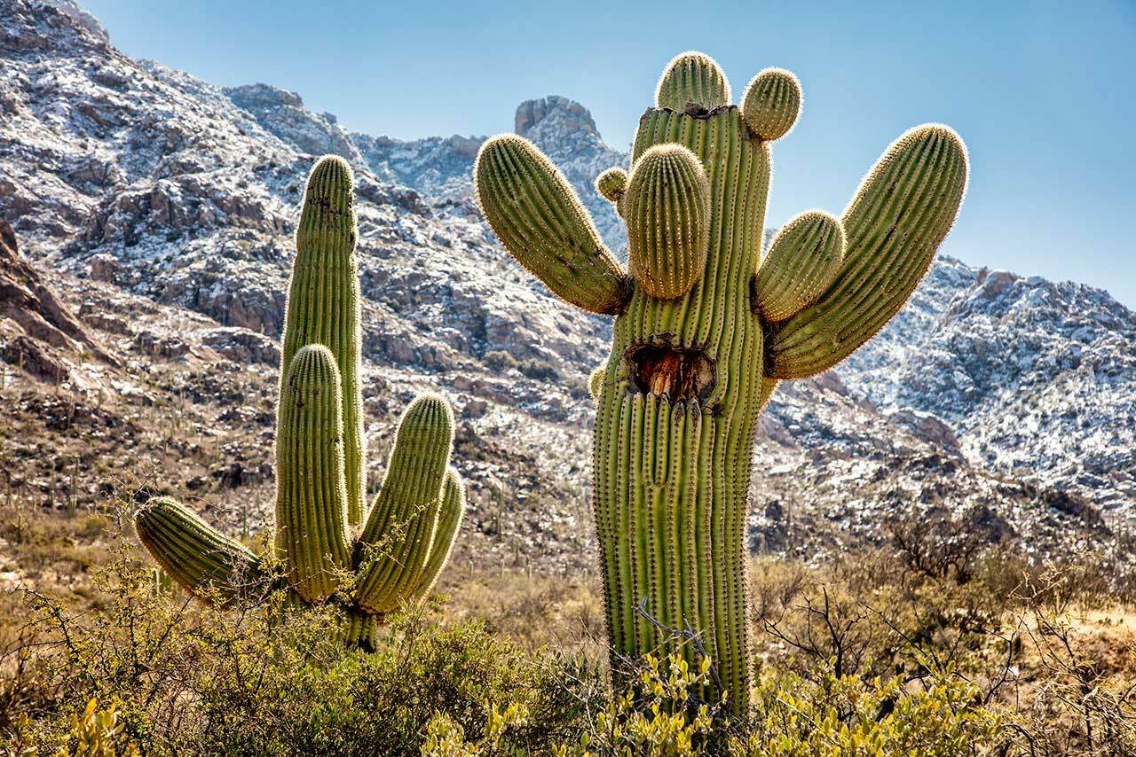 Where Do Most Cacti Grow Around The Globe 