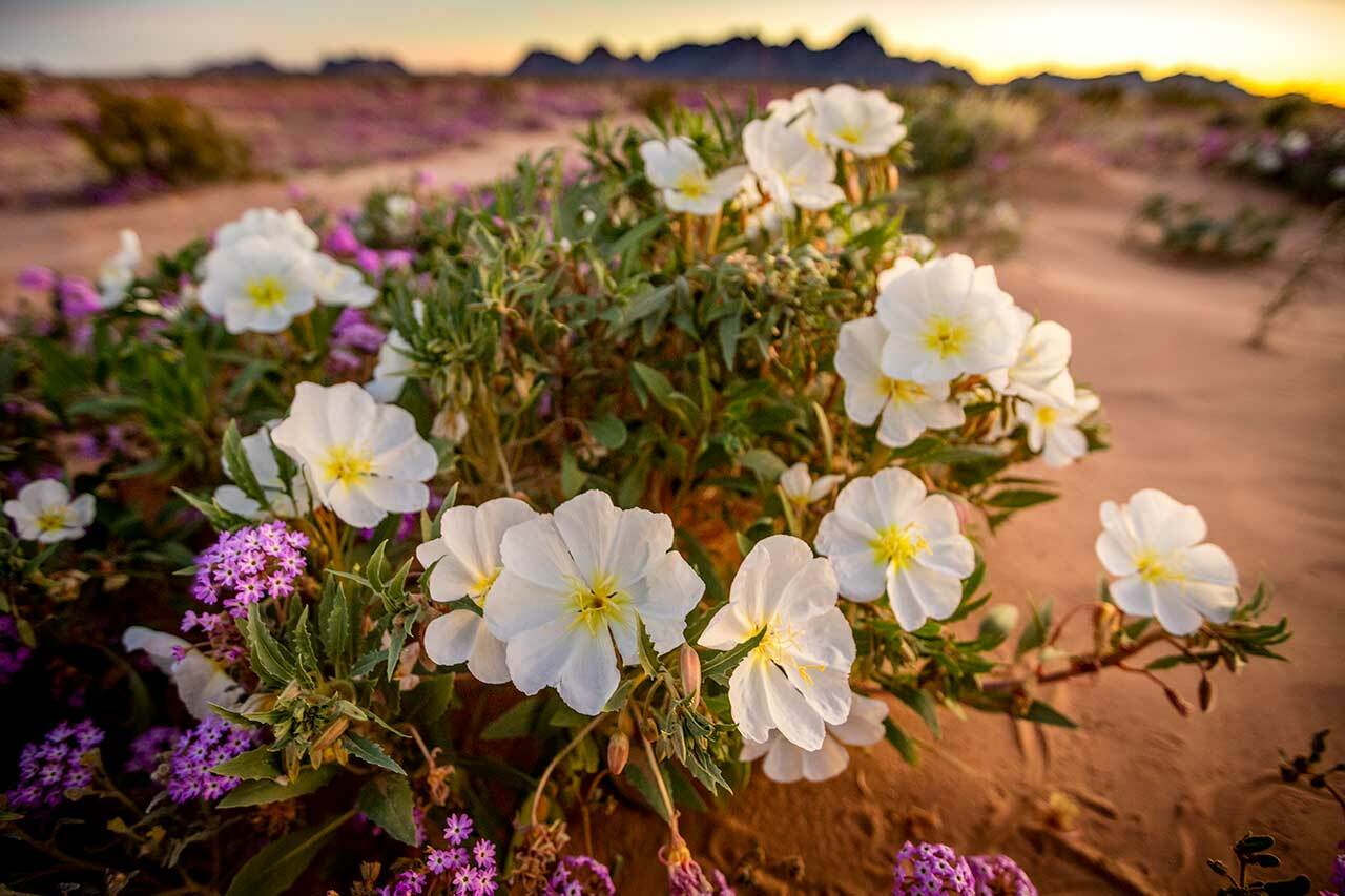 Desert Evening-Primrose