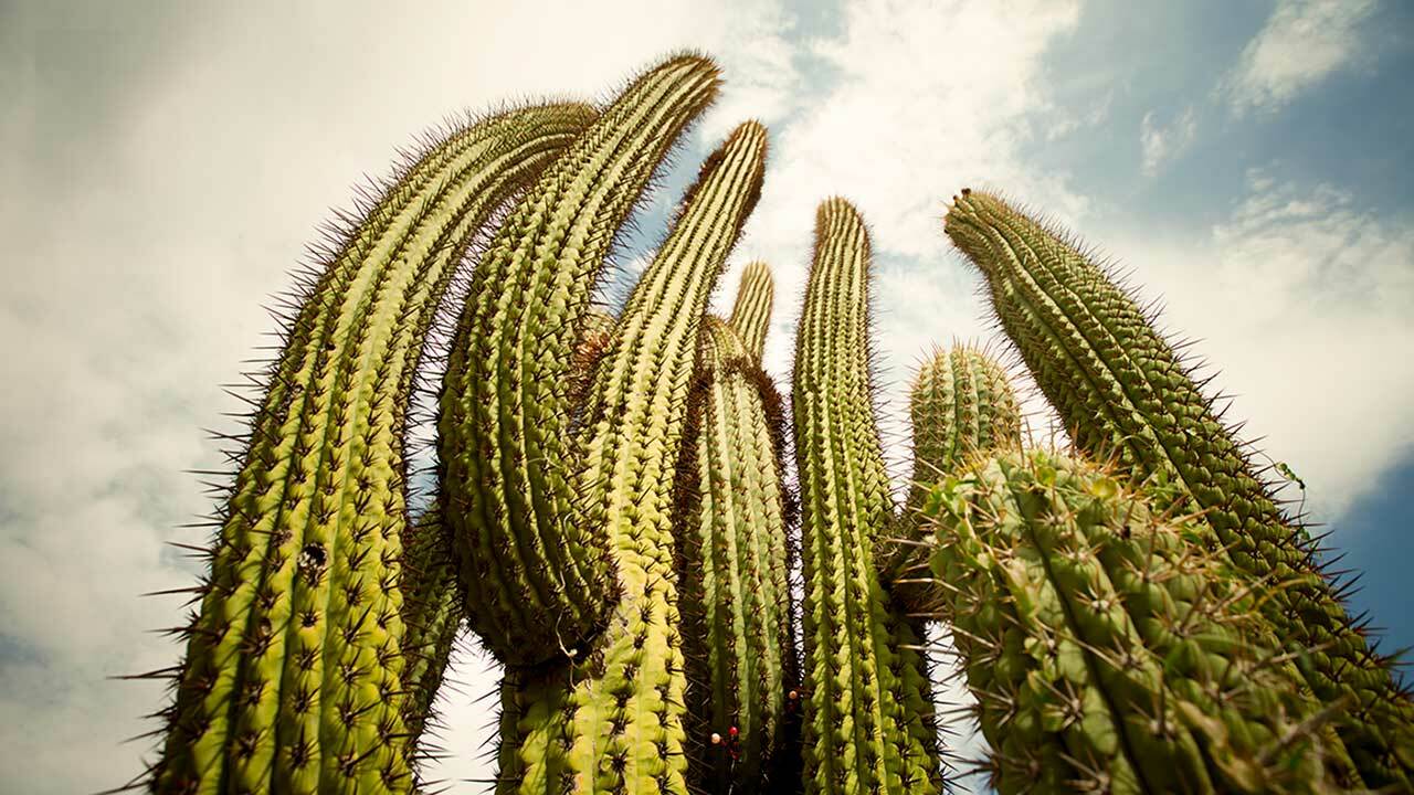 desert biome cactus