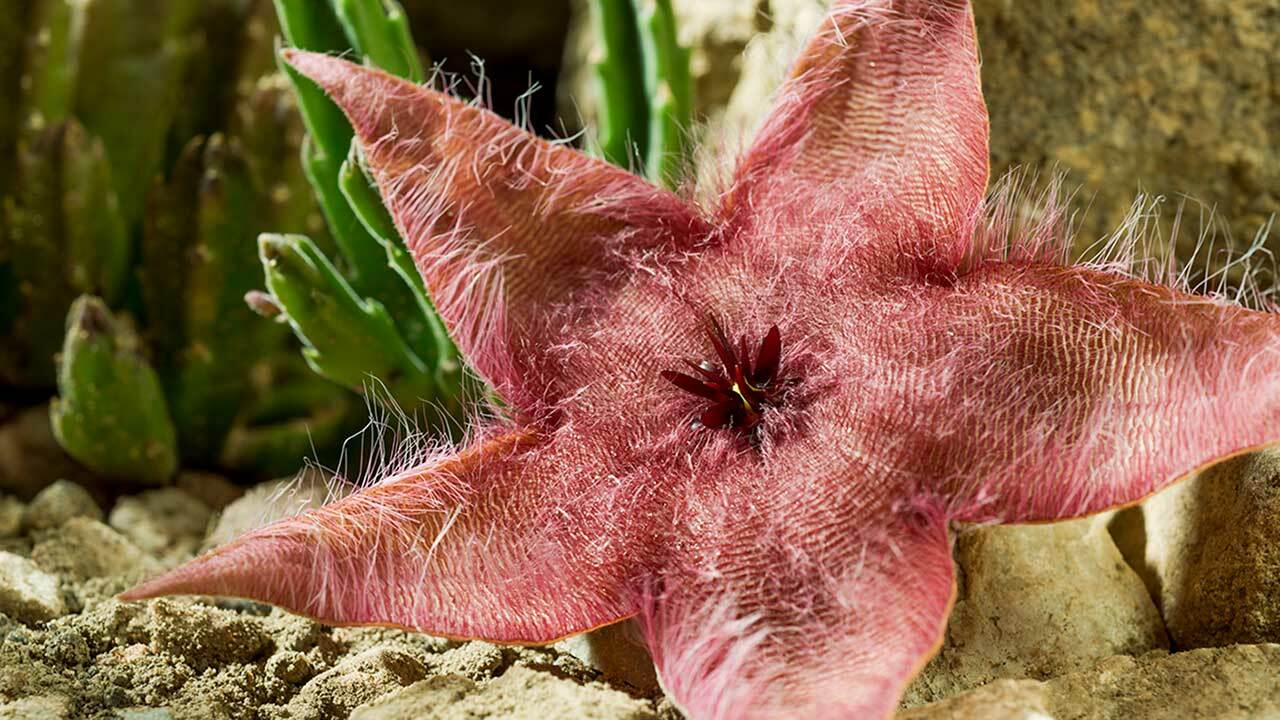 The Starfish Flower