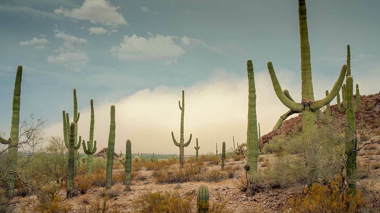 desert biome plants