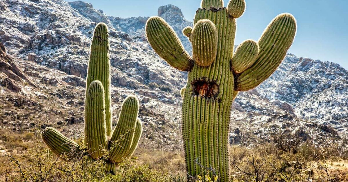 The Saguaro Cactus: All About These Desert Plants in Arizona