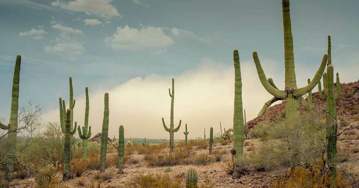 Desert on sale