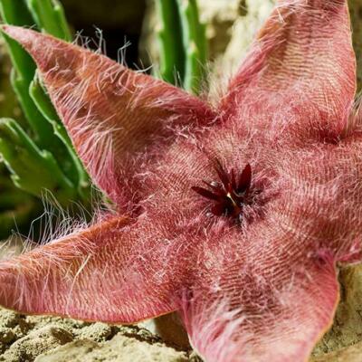 The Starfish Flower