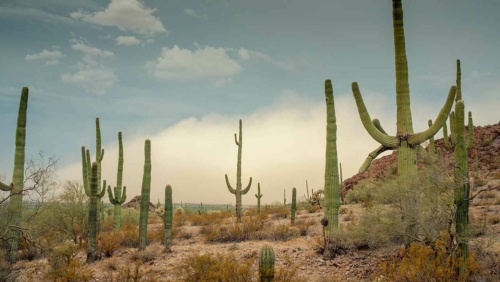 How Plants Adapt to the Desert or Low Water Environments