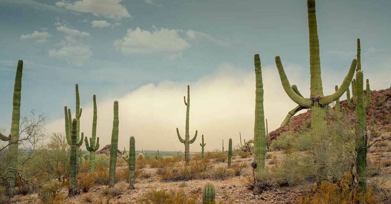 How Plants Adapt to the Desert or Low Water Environments | PBS How Plants Adapt to the Desert or Low Water Environments | PBS
