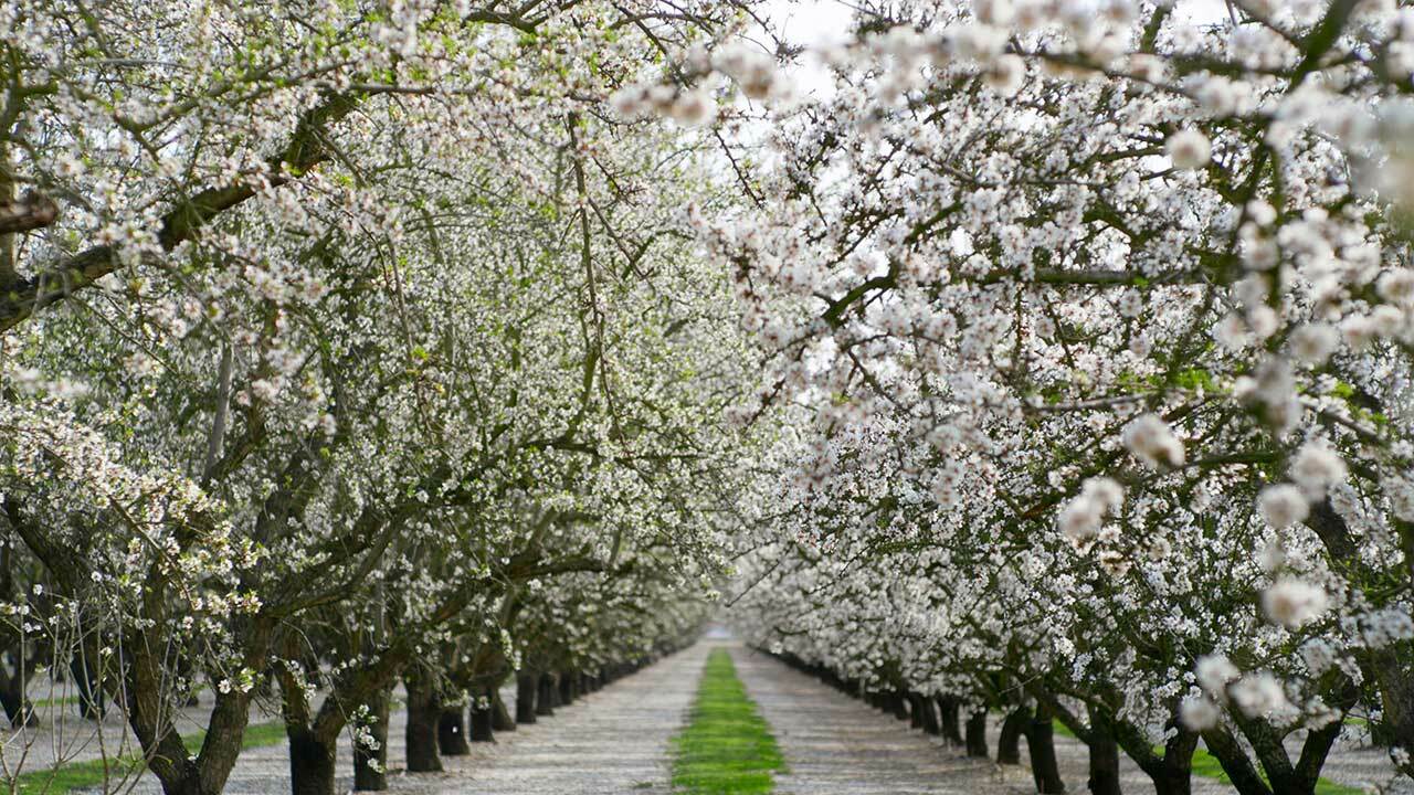 Almond orchards