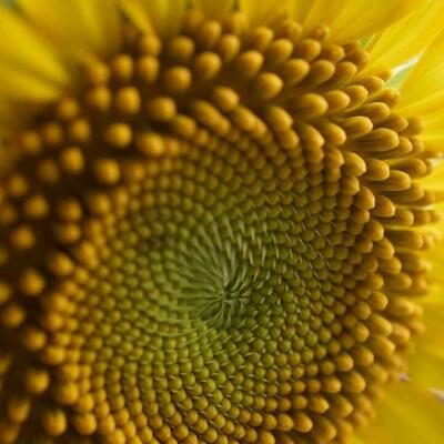Domesticated Sunflower