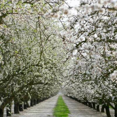 Almond orchards