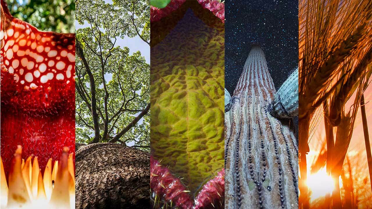 The Planets, Insects and Animals Featured in The Green Planet