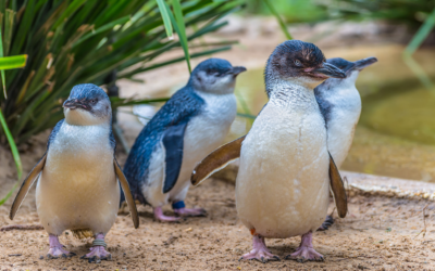 Must-Watch Bird Documentaries