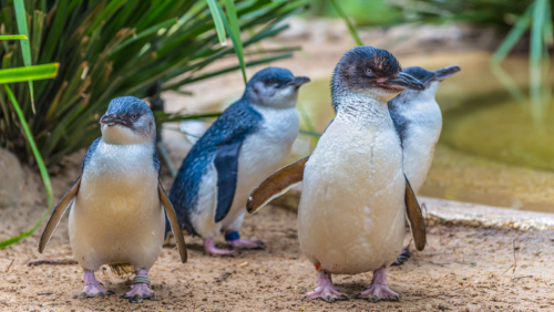 Must-Watch Bird Documentaries