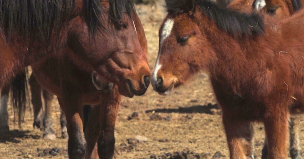 Horse Documentaries, Of Course! PBS